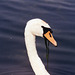 This swan has a lovely curved neck