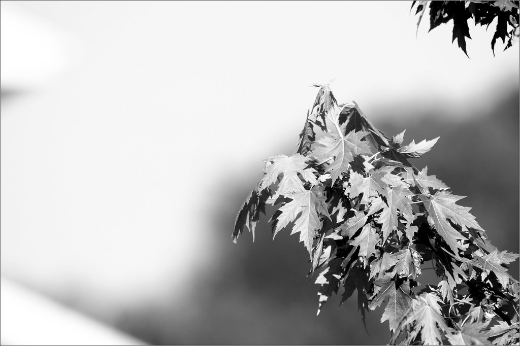 Maple Leaves