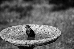 Baby Starling Discovers the Birdbath