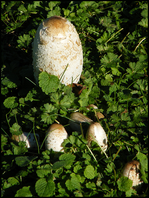 fungi