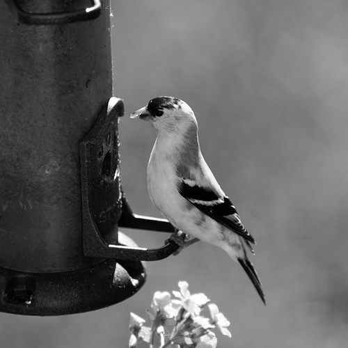 Goldfinch