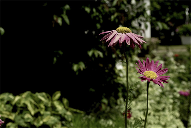 Painted Daisies