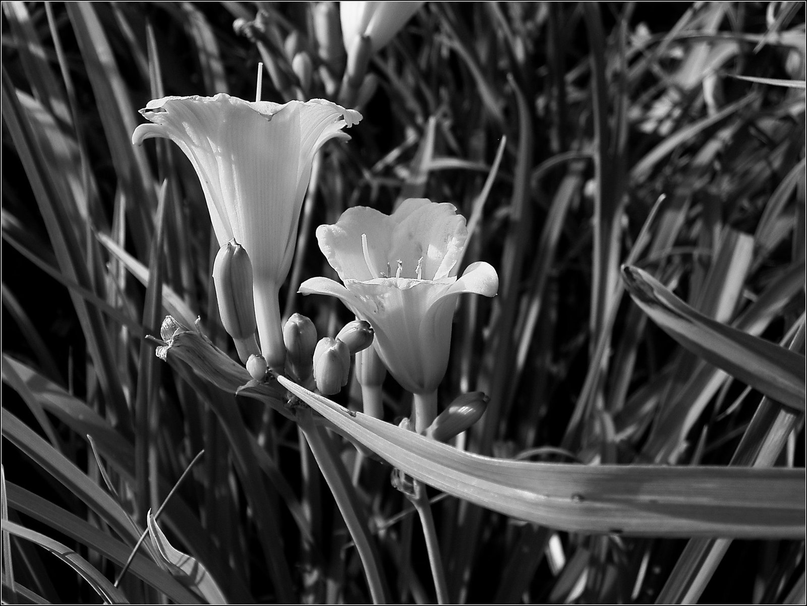 Daylilies