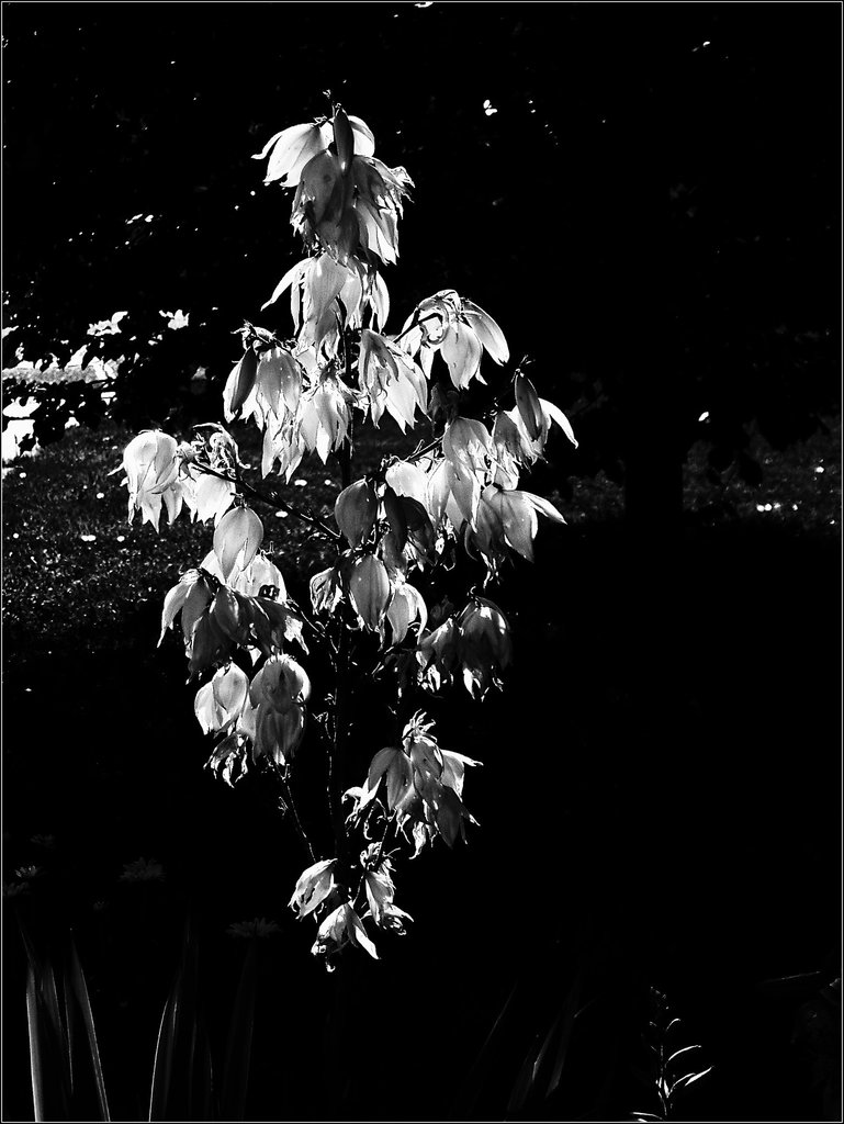 Yucca