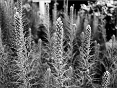 Liatris