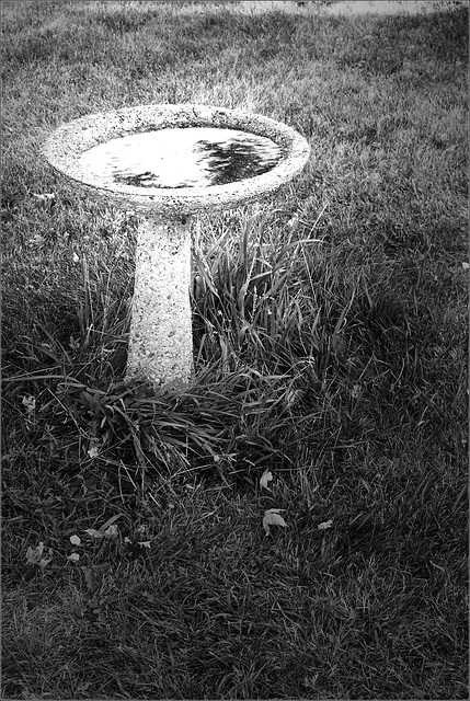 Birdbath