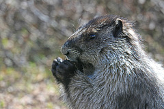 Hoary Marmot