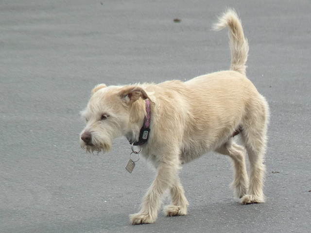 'Guard' Dog - 18 November 2013