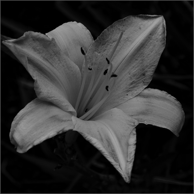 Daylily