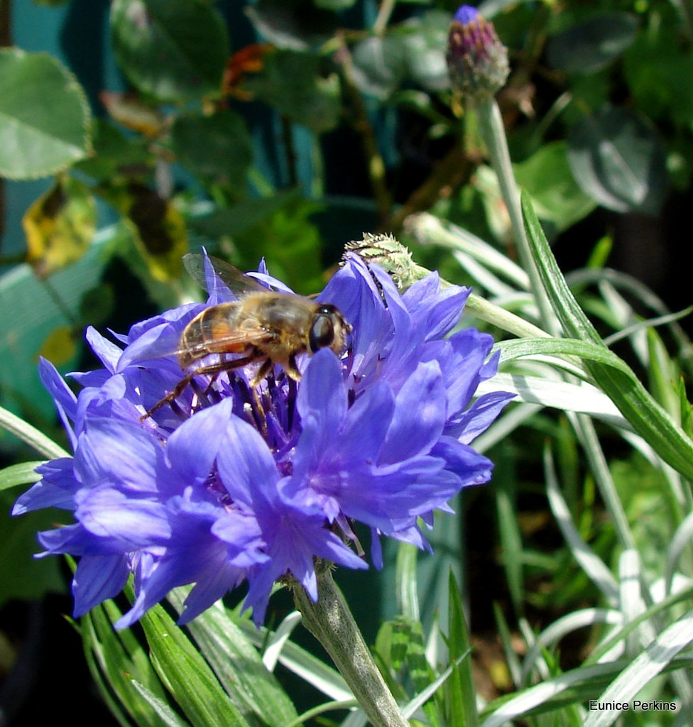 Bee on cornflower