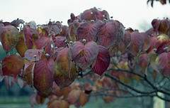 Flowering dogwood