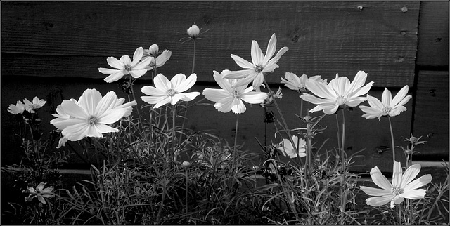 Cosmos