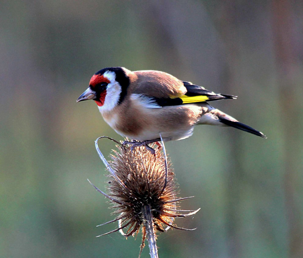 Goldfinch
