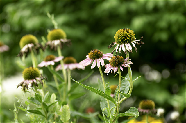 Coneflowers