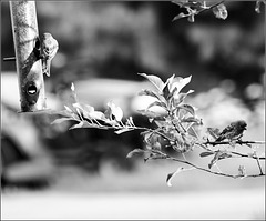 Birds on Tree