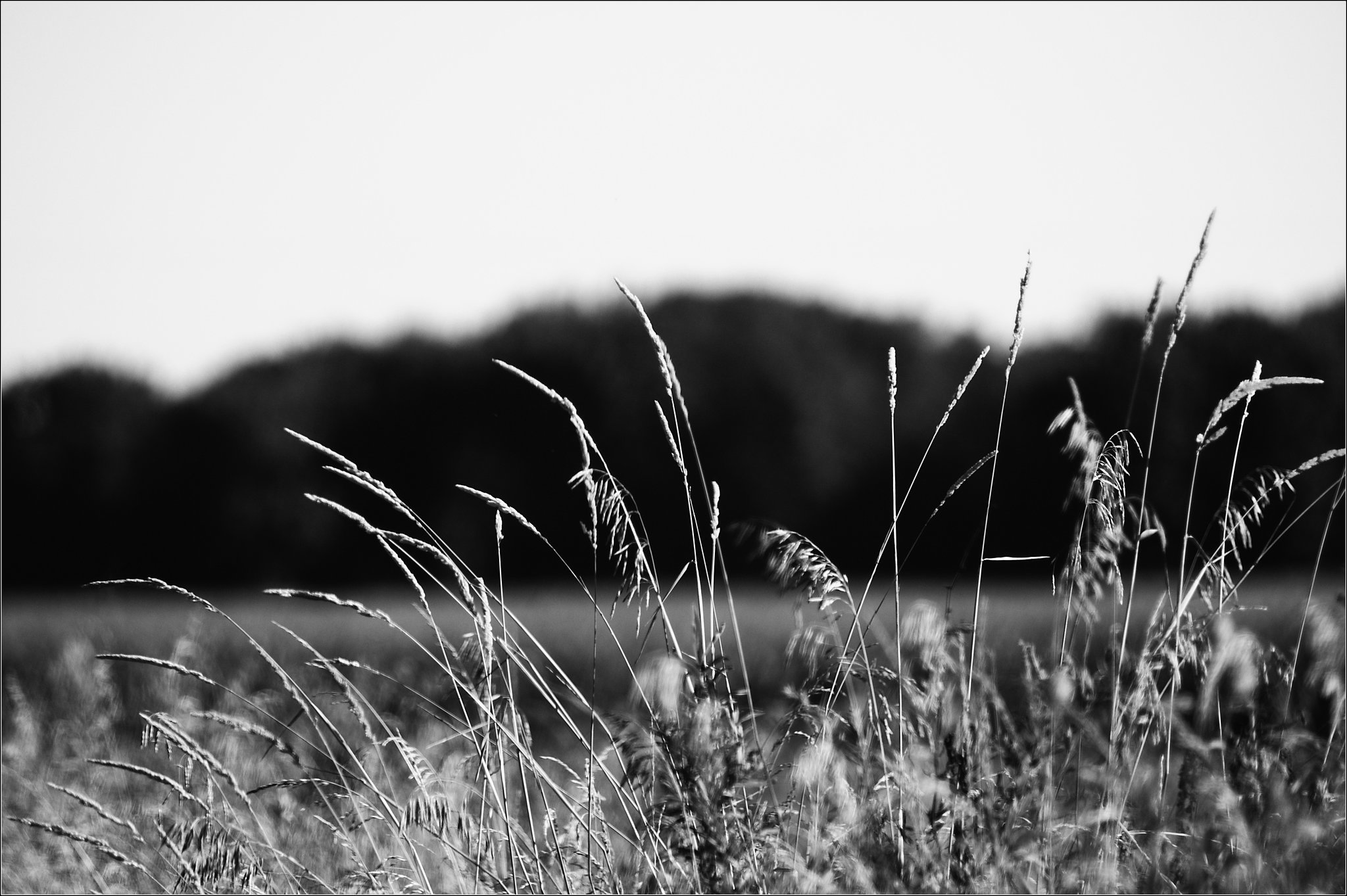 Tall Grass, Gates Road