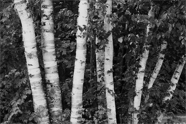 Birches