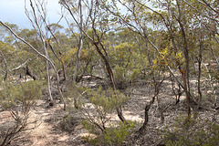 Eucalyptus phenax Mallee