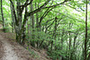 La forêt non loin de l'abîme de Bramabiau  (Lozère, France)