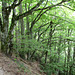 La forêt non loin de l'abîme de Bramabiau  (Lozère, France)