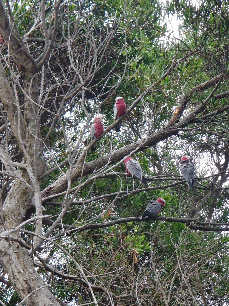 galahs at sunset