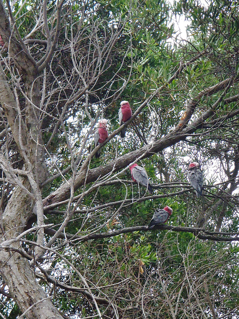 galahs at sunset