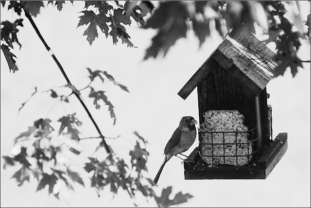 Female Cardinal