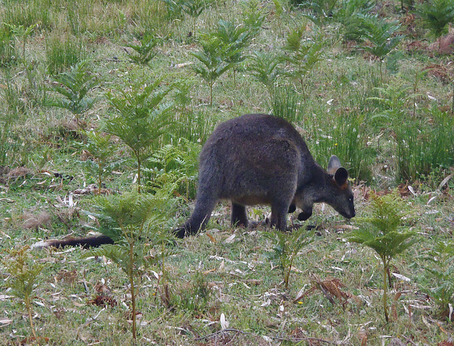 swamp wallaby