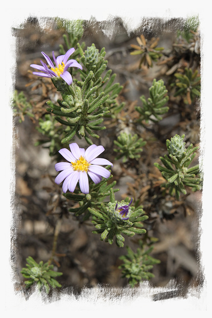 Olearia adenolasia