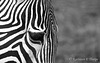 Zebra head shot 111213