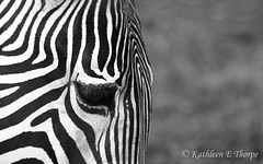 Zebra head shot 111213
