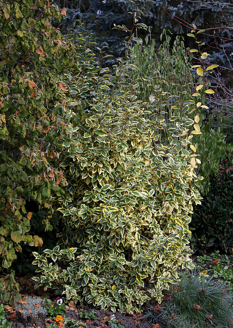 Euonymus