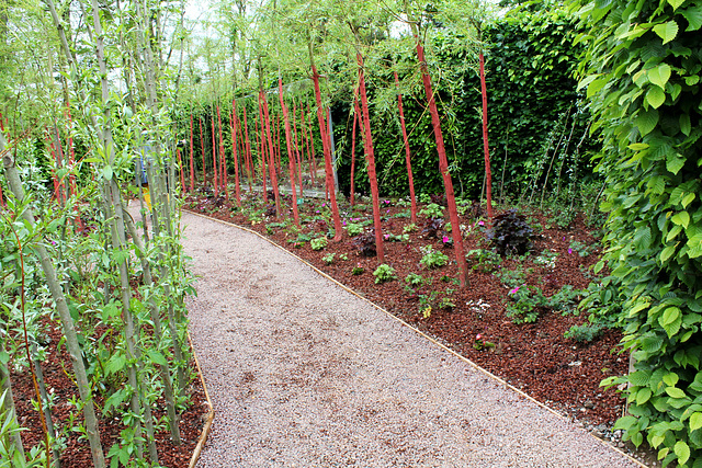 Le jardin d'amour- Jardin 21- Salix sepulchralis (4)