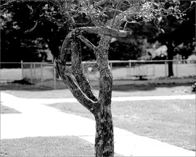 Bent Tree