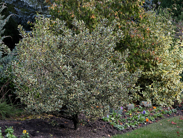 Ilex variegata