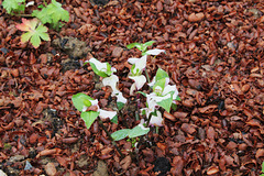 Tradescantia fluminensis 'Blushing Bride'