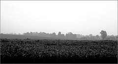 Soybeans, with haze