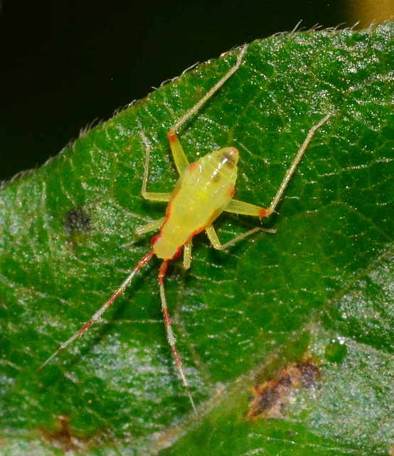 Campyloneura virgula Nymph