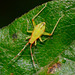 Campyloneura virgula Nymph