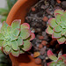 Sedum palmeri-001