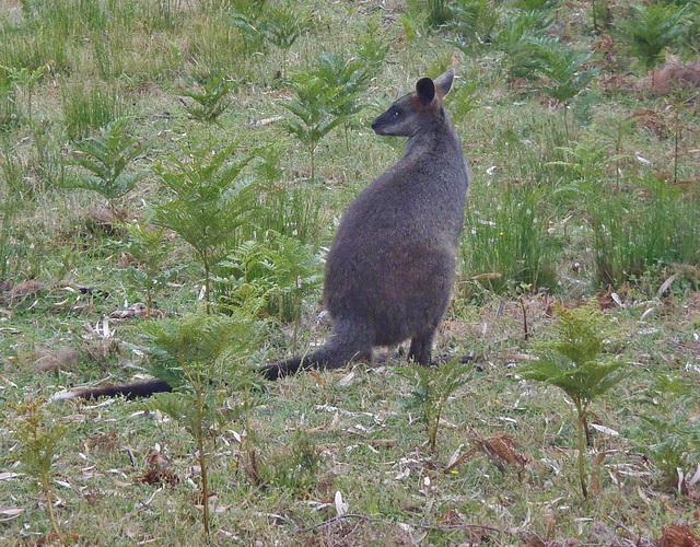 swamp wallaby