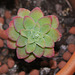 Sedum palmeri-002