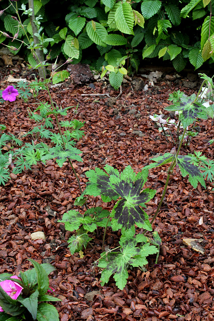 Le jardin d'amour- Jardin 21 (6)
