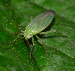 Capsid bug with lovely eyes!!Lygocoris pabulinus, Common Green Capsid