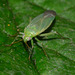 Capsid bug with lovely eyes!!Lygocoris pabulinus, Common Green Capsid