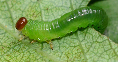 Caterpillar. Sawfly