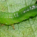 Caterpillar. Sawfly