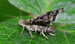 Moth with stars in its eyes!!Nettle Tap Moth, Anthophila fabriciane