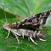 Moth with stars in its eyes!!Nettle Tap Moth, Anthophila fabriciane