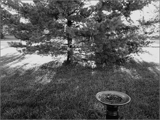 Morning Sun, with Birdbath